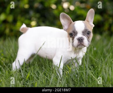 8-Wochen-Alte gebräunte Französin Hündin, die auf Gras steht und die Kamera anschaut. Hundepark an der Leine in Nordkalifornien. Stockfoto