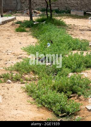 Ryohacha, La Guajira, Kolumbien - 30 2021. Mai: Der Karibengrackle (Quiscalus lugubris), der in der Nähe der Camarones Na auf dem Boden mit Plastikmüll aufforste Stockfoto