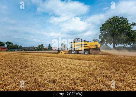 Ein gelber Mähdrescher erntet Weizen auf einem Feld in deutschland Stockfoto