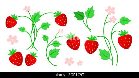 Erdbeere mit Blättern und Blumen Cartoon Sommer flach Stil auf weißem Hintergrund isoliert gesetzt. Verschiedene Variationen von Beeren und Blütenblättern. Designer-Sommerelemente. Botanische Vektordarstellung Stock Vektor