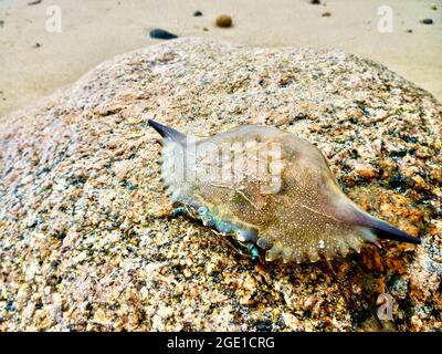 Eine blaue Krabbenkarapace auf einem rosafarbenen Granitfelsen. (Callinectes sapidus) Block Island, RI. Nahaufnahme. Speicherplatz kopieren. Stockfoto