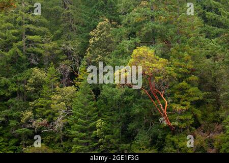 Pacific Madrone am Smith River, Jedediah Smith Redwoods State Park, Redwood National Park, Kalifornien Stockfoto