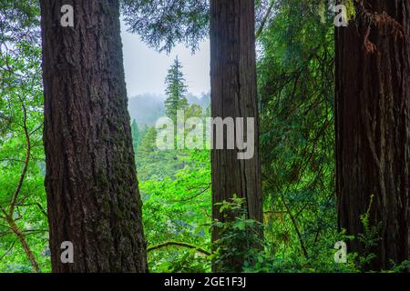 Küsten Sie den Redwood-Wald (Sequoia sempervirens) entlang des Smith River, Jedediah Smith Redwoods State Park, Redwood National Park, Kalifornien Stockfoto