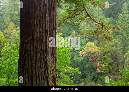 Küste Redwood (Sequoia sempervirens) Wald mit pazifischer Madrone am Smith River, Jedediah Smith Redwoods State Park, Redwood National Park, Califor Stockfoto