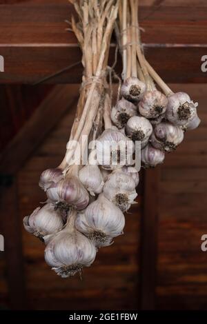 Trocknen Bund von Bio-Bio-härtenden Knoblauchzwiebeln für die trockene Lagerung auf dem Bauernhof gehängt Stockfoto