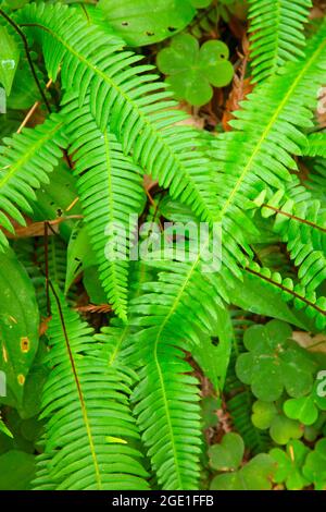 Deer Farn (Blechnum spicant) entlang des Wellman Loop Trail, Jedediah Smith Redwoods State Park, Redwood National Park, Kalifornien Stockfoto