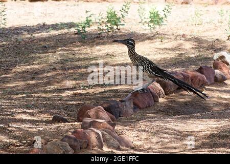 Roadrunner auf der Suche nach Beute in der Wüste Stockfoto