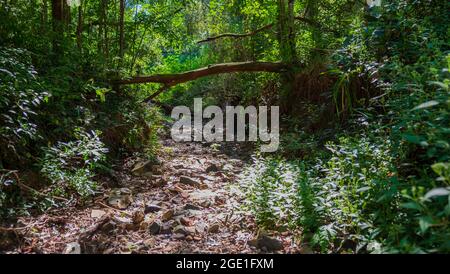 Flussbett, das den Gold Creek Reservoir speist. Stockfoto