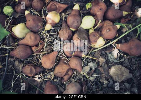 Verfaulte Früchte auf dem Baum. Verdorbene Birnenfrüchte. Abgelaufene Früchte. Ungeeignet für den Verzehr von Früchten. Das Ende der Haltbarkeit der Produkte. Stockfoto