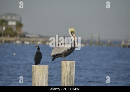 Brauner Pelikan, Männlich Stockfoto