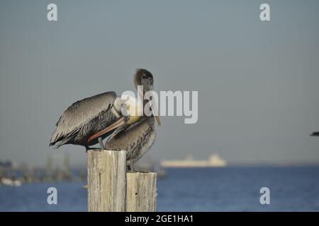 Braune Pelikane für männliche und weibliche Pelikane Stockfoto