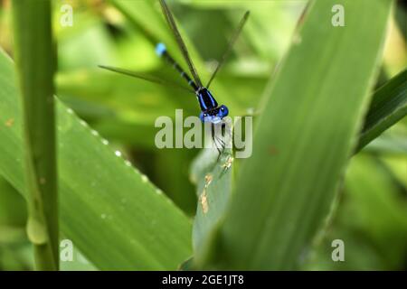 Männliche lebhafte Tänzerin Damselfly, die ihre Beute frisst. Stockfoto