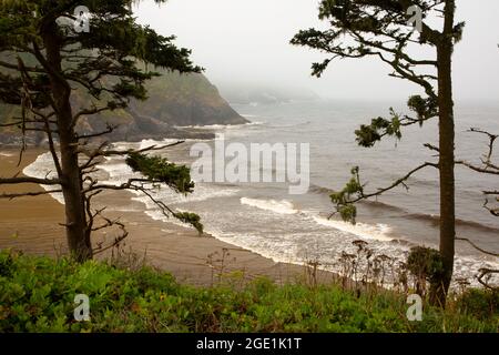 Blick auf die Küste mit Sitka-Fichte, Heceta Head Lighthouse State Park, Oregon Stockfoto