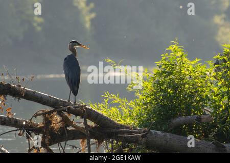 Blaureiher (Ardea herodias) am Willamette River, San Salvadore Park, St. Paul, Oregon Stockfoto