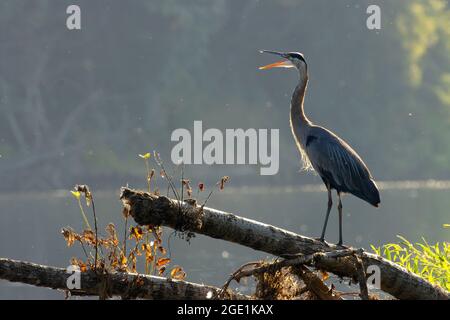 Blaureiher (Ardea herodias) am Willamette River, San Salvadore Park, St. Paul, Oregon Stockfoto