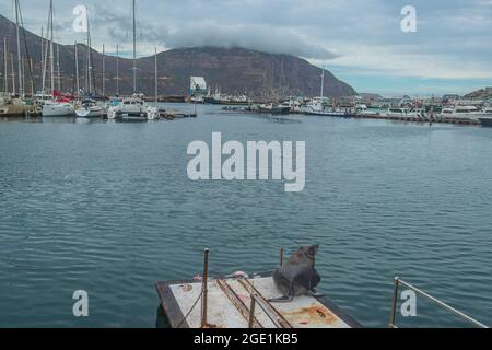 Eine Kapfellrobbe auf dem Ponton oder dem schwimmenden Dock mit Yachten und Chapman's Peak Bergkette im Hintergrund an der Hout Bay Marina in Südafrika. Stockfoto