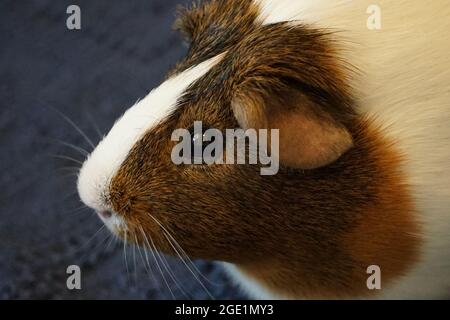 Süße Meerschweinchen Stockfoto