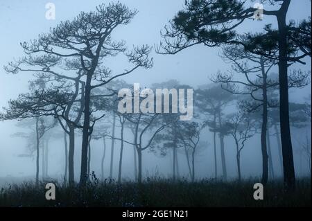 Ein Landschaftsfoto von Thailands Kiefernwald, wenn die Sonne hinter dem Nebel, der sich überall wie eine beängstigende neblige Szene im halloween-Festival-Hintergrund oder h bedeckt Stockfoto