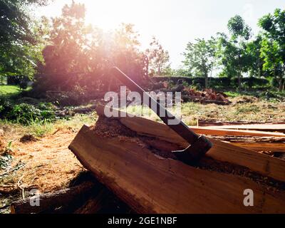 Alte Axt im großen Baumstamm, Stamm, im Wald, Landschaft bei Sonnenuntergang. Stockfoto