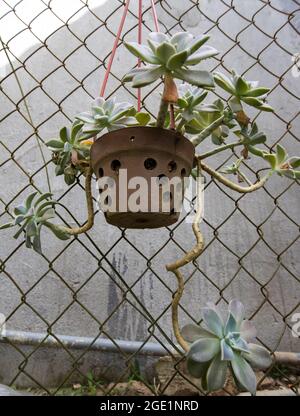 Bunte Sandalen auf Grashintergrund Stockfoto