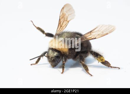 Westliche Bumble Bee (Bombus occidentalis), einst im westlichen Nordamerika verbreitet, heute selten Stockfoto