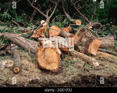 Stapel von vielen Baumstämmen, die von einer Kettensäge auf dem Boden im grünen Wald geschnitten wurden. Stockfoto