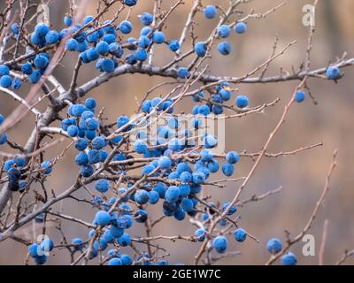Prunus spinosa, genannt Schlehdorn oder Schlehe, geeignet für Konserven, aber herb genug für Lebensmittel. Um eine Hecke zu erstellen. Der Saft wird bei der Herstellung verwendet Stockfoto