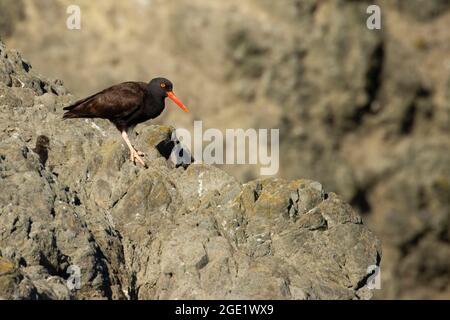 Schwarzer Austernfischer (Haematopus bachmani) im Nest, Oregon Islands National Wildlife Refuge-Coquille Point Unit, Bandon, Oregon Stockfoto