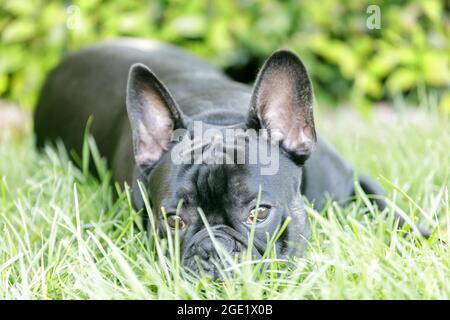 8-Monate-Alte schwarze französische Bulldogge, die auf Gras ruht. Hundepark an der Leine in Nordkalifornien. Stockfoto