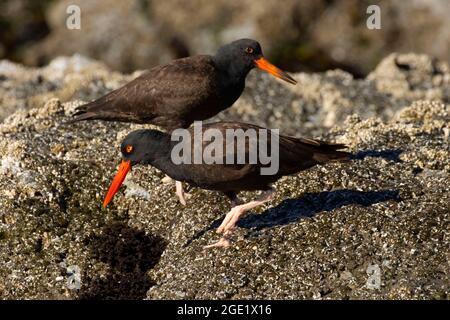 Schwarzer Austernfischer (Haematopus bachmani), Oregon Islands National Wildlife Refuge-Coquille Point Unit, Bandon, Oregon Stockfoto