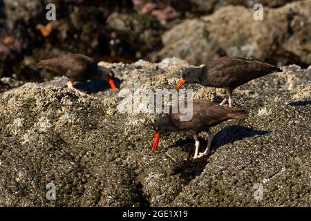 Schwarzer Austernfischer (Haematopus bachmani), Oregon Islands National Wildlife Refuge-Coquille Point Unit, Bandon, Oregon Stockfoto