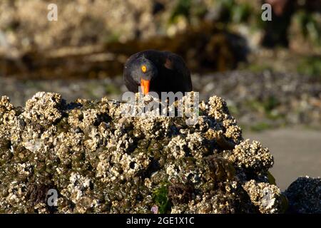 Schwarzer Austernfischer (Haematopus bachmani), Oregon Islands National Wildlife Refuge-Coquille Point Unit, Bandon, Oregon Stockfoto