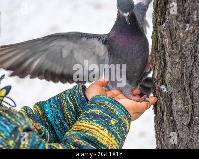 Eine Taube frisst Samen aus einer Handfläche eines kleinen Jungen. Ein Taubenvögel, der auf der Hand sitzt und Samen isst. Hungriger Vogel, der im Herbst Samen aus der Hand frisst Stockfoto