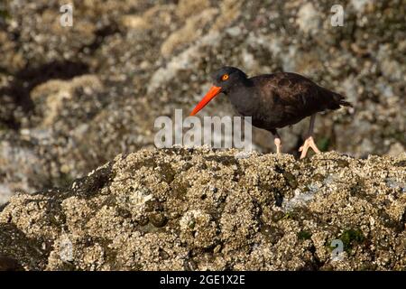 Schwarzer Austernfischer (Haematopus bachmani), Oregon Islands National Wildlife Refuge-Coquille Point Unit, Bandon, Oregon Stockfoto