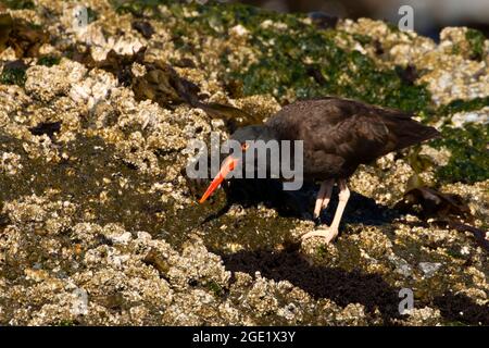 Schwarzer Austernfischer (Haematopus bachmani), Oregon Islands National Wildlife Refuge-Coquille Point Unit, Bandon, Oregon Stockfoto