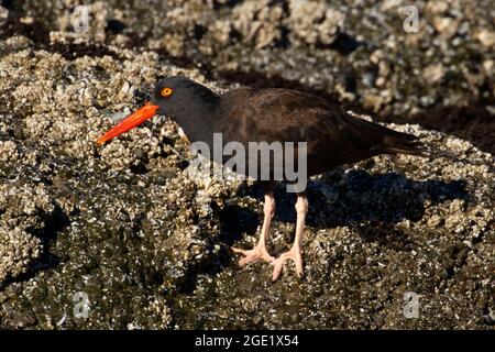 Schwarzer Austernfischer (Haematopus bachmani), Oregon Islands National Wildlife Refuge-Coquille Point Unit, Bandon, Oregon Stockfoto