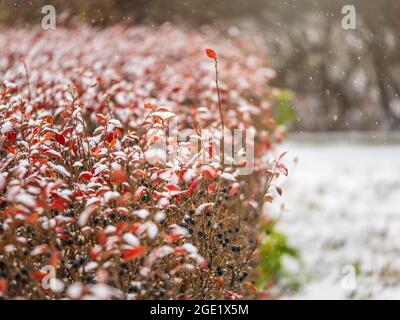 Herbstzweige mit gelben und roten Blättern, die mit Schnee bedeckt sind. Erster Schnee im Spätherbst. Baumzweig mit Herbstblättern bedeckt vom ersten Schnee. Stockfoto