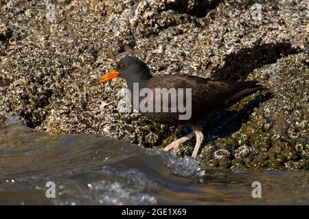 Schwarzer Austernfischer (Haematopus bachmani), Oregon Islands National Wildlife Refuge-Coquille Point Unit, Bandon, Oregon Stockfoto