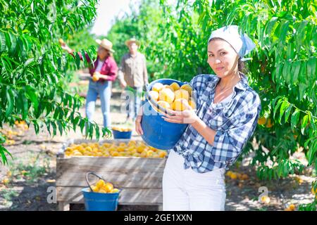 Asiatische Frau Gärtnerin Pfirsichpflücken vom Baum auf Obstgarten Stockfoto