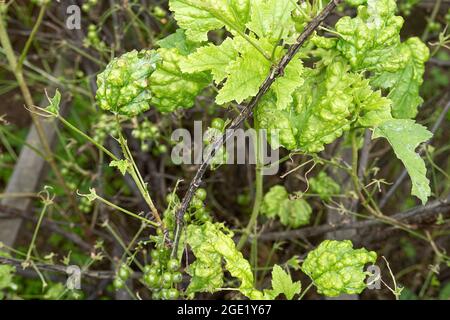 Krankheiten und Schädlinge von Beerensträuchern . Gall liegt auf Johannisbeeren. Beschädigte Blätter auf einer roten Johannisbeere. Stockfoto