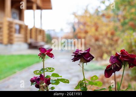 Selektiver Fokus auf verschwommenen Garten. Landschaft Natur Hintergrund der schönen burgunderroten Rosen am Herbst regnerischen Tag vor dem Hintergrund des Holzhauses gemacht Stockfoto