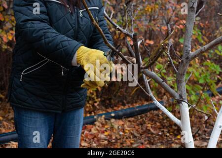 Baum auf saisonalem Hintergrund beschneiden. Nahaufnahme des Gärtners in Handschuhen und mit dem Beschneiden von Ästen ohne Walnussblätter am kühlen Herbstmorgen in Stockfoto