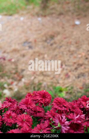 Chrysantheme Sträucher im Garten. Wunderschöne burgunderrote Blüten auf saisonalem Herbsthintergrund und unfokussierter Hintergrund von Kiefernnadeln auf dem Boden auf bewölktem Grund Stockfoto