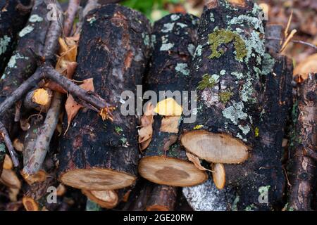 Baumstämme mit Moos im Wald. Frisch geschnittene Baumstämme, ordentlich im Wald gestapelt, Hintergrund von nassen Herbsthölzern oder Baumstämmen Stockfoto