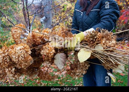 Der Bauer hält gefällte Äste. Baum Äste und trockenes Gras nach der Reinigung im Garten am warmen Herbsttag Stockfoto