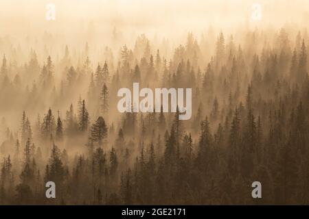 Nebel bedeckt den borealen Taiga-Wald, Baumkronen, die während des Herbstsonnenaufgangs in der finnischen Natur, Nordeuropa, durch den Nebel gucken Stockfoto