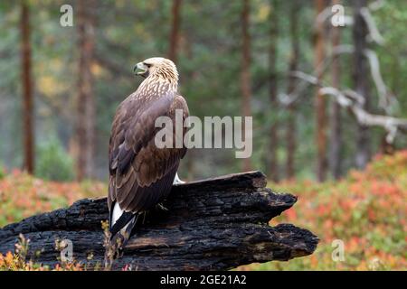 Der junge Greifvogelgrab Goldener Adler, Aquila chrysaetos, thronte während der Herbstfärbung im finnischen Taiga-Wald in Nordeuropa auf einem verbrannten Baumstamm