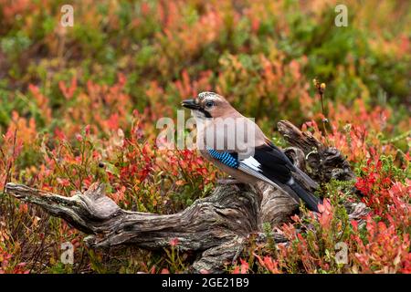 Schöner, farbenfroher Vogel, Eurasischer eichelhäher, Garrulus glandarius, der während des Herbstlaubes in finnischer Natur auf einem Stumpf thront Stockfoto