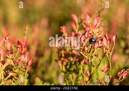 Reife europäische Heidelbeere (Vaccinium myrtillus) wächst natürlich während des Herbstlaubes in finnischer Natur Stockfoto