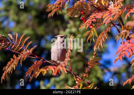 Eleganter singbird Böhmischer Wachsflügel, Bombycilla garrulus auf dem Ast, der inmitten von bunten Ebereschen im finnischen Lappland, Norden, sitzt Stockfoto